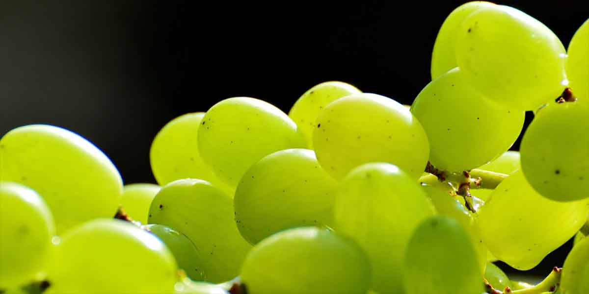 Italia Ortofrutta, progetto dedicato alle criticità dell'uva da tavola